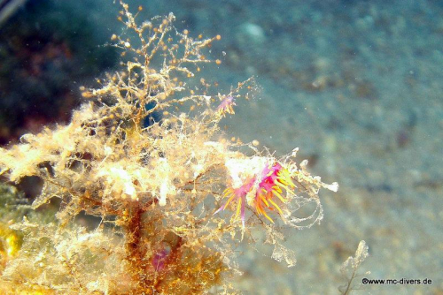 PICT1134 (1) (1) (1) (1) (1) (1) (1) (1)