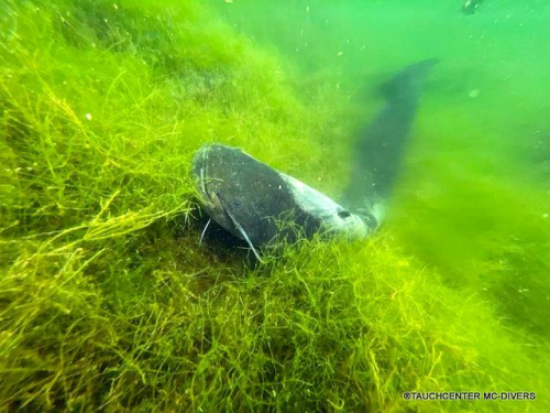 WhatsApp-Bild-2023-05-21-um-15.51.56132